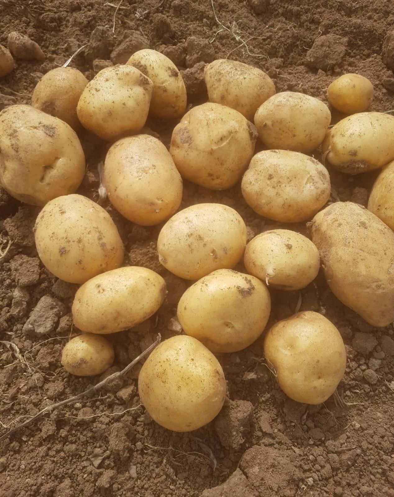 Картофель